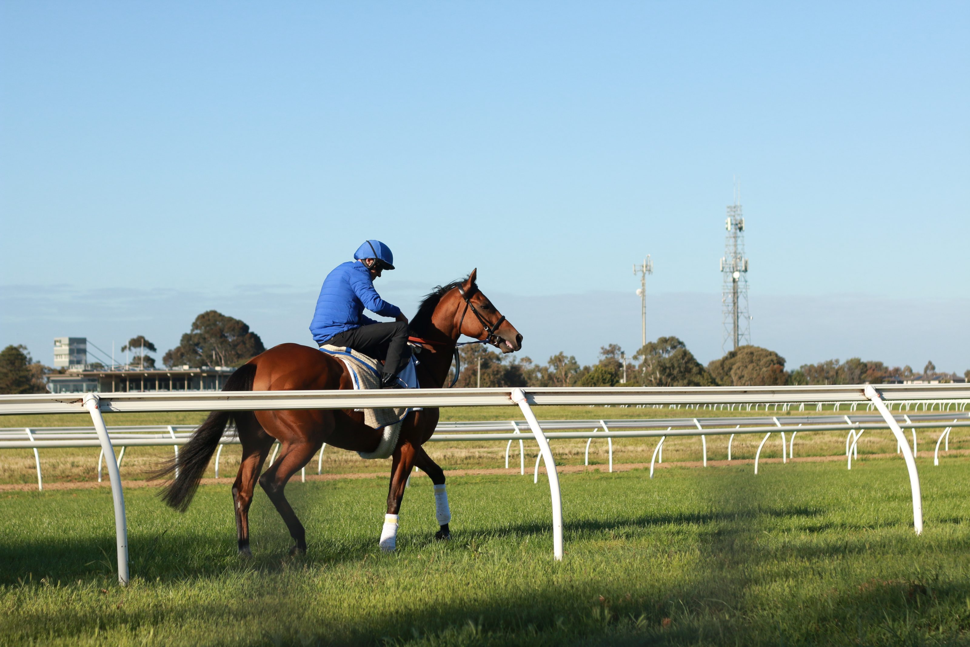 thoroughbred racehorses training on a horse track in preperation for an international horse race on an early morning, Friday 18th of October 2019, Melbourne, Victoria